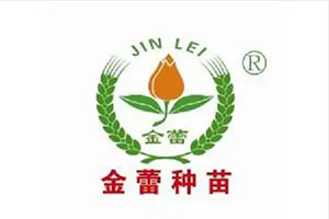 金蕾种苗